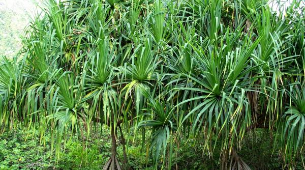 pandanusul este pe punctul de a deveni mai popular decat avocado