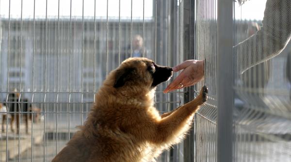 doi constanteni condamnati pentru chinuirea si uciderea unui caine fara stapan