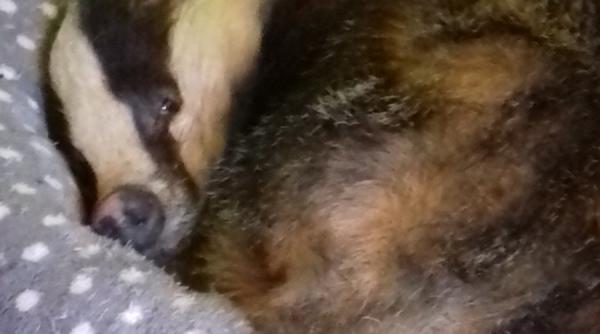 i s a facut somn si s a culcat in cuibul pisicii