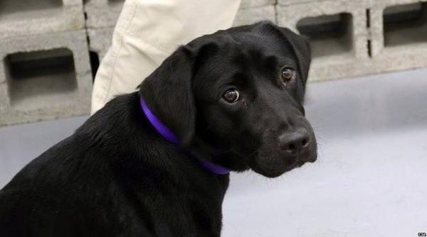 un caine al cia a fost exmatriculat