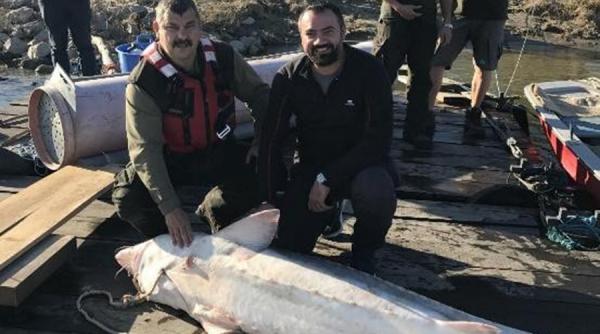 pescari recompensati de autoritati dupa ce au predat un morun de 100 kg prins accidental