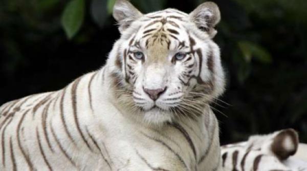 brasov gradina zoologica si a sarbatorit perechea de leoparzi albi prin ateliere dedicate copiilor