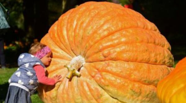 cel mai mare dovleac cultivat vreodata in america de nord a fost expus la new york