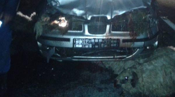 o soferita vitezomana a spulberat cu masina o turma de oi in caras severin