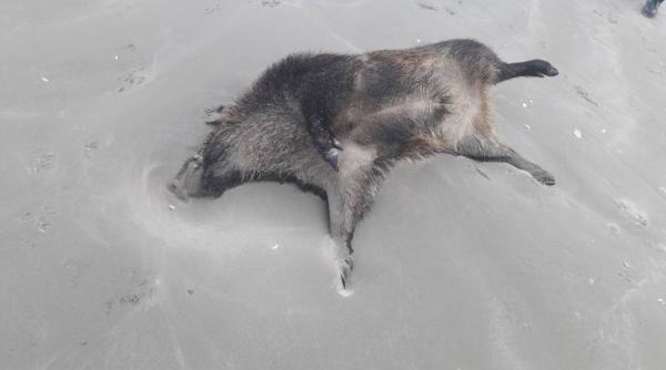 cadavrele a doi mistreti descoperite pe plaja din mamaia