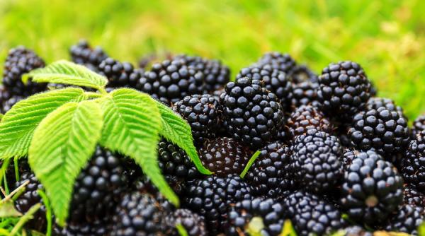 culturile de mure o afacere de 20 000 de euro la hectar