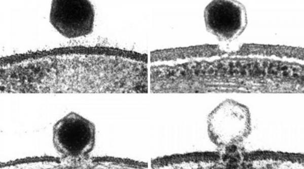 incredibil a fost descoperit virusul care mareste gradul de prostie