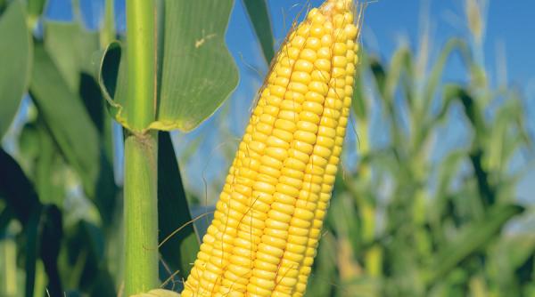 porumbul hibrid a nvins vremea capricioasa