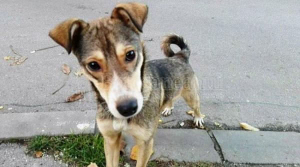 unde sunt autoritatile un caine dat afara din curte de stapan sta in fata portii rabdand de foame si sete