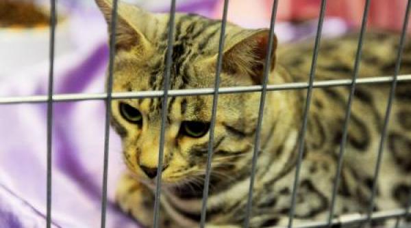 sibiu concert rock pentru ajutorarea pisicilor