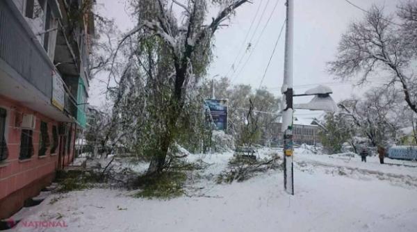 harghita doua localitati fara curent dupa ce un brad a cazut peste pe linia electrica