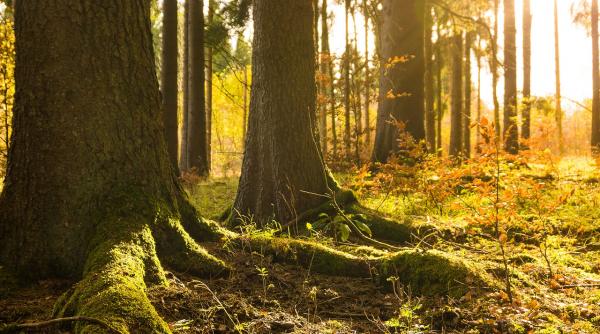 codrul frate cu romanul cea mai ieftina sursa de incalzire lemnul de foc