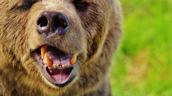 protest de amploare de dn1 crescatorii de animale din prahova sunt terorizati de mistreti si ursi