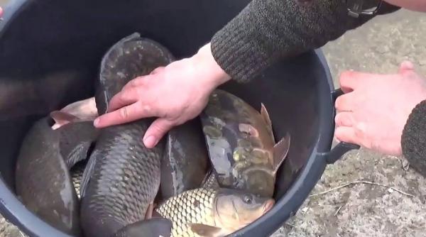 tulcea crapul somnul stiuca si salaul vor mai putea fi capturati in delta numai in regim no kill