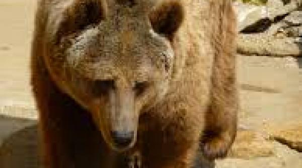 brasov un urs a incercat sa intre in cabana postavarului