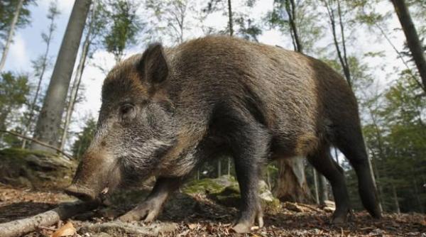 alerta in prahova cioban atacat de un mistret in comuna posesti