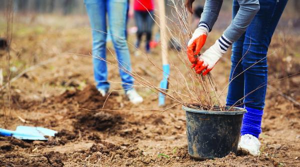 prima impadurire 56 de kilometri patrati plantati in 2017
