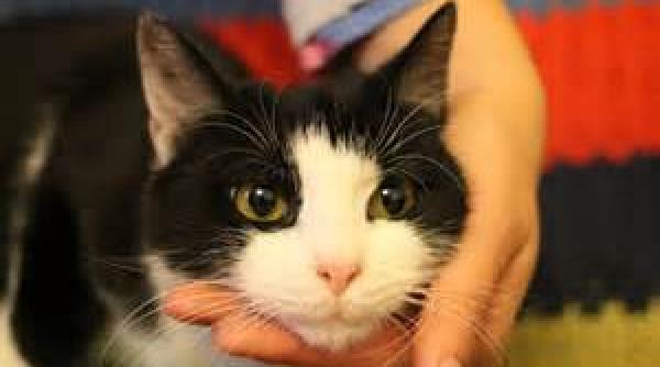 germania o pisica buclucasa a dat drumul la muzica cu telecomanda innebunindu i pe vecini care au alertat politia