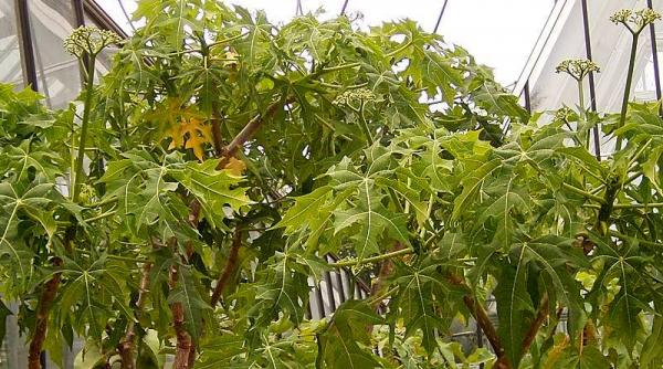 copacul de spanac planta minune care vindeca 100 de boli