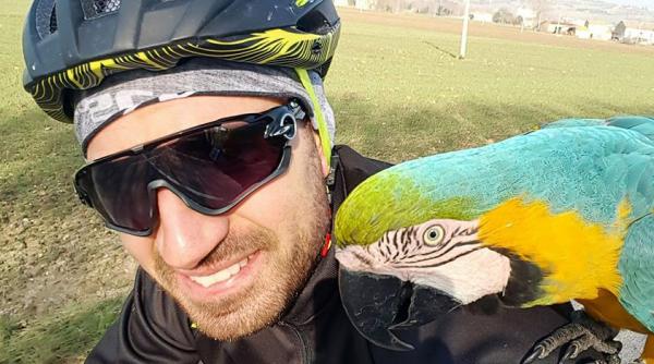 video cel mai faimos papagal din italia isi insoteste stapanul peste tot
