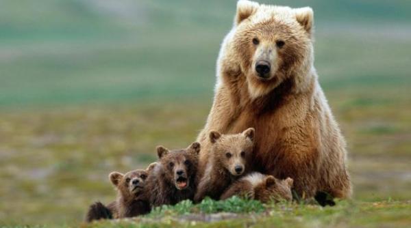 o ursoiaca si doi pui ai ei au intrat in curtea unui gospodar din fundata si au atacat un miel