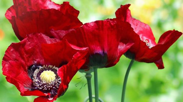 productie record de opiu in afghanistan productie in crestere cu 87