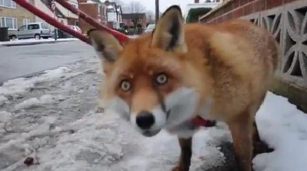 alerta la brasov dupa ursoaica cu pui o vulpe a coborat pe calea bucuresti si a intrat intr un supermarket
