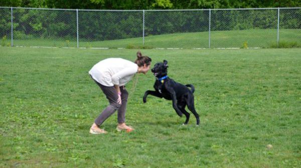 speranta de viata crescuta pentru stapanii de caini