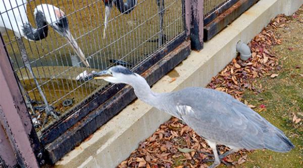 doua berze dintr un zoo japonez starnesc mirarea specialistilor