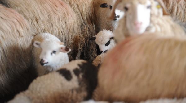 romania exporta animale chinuite acuza activistii