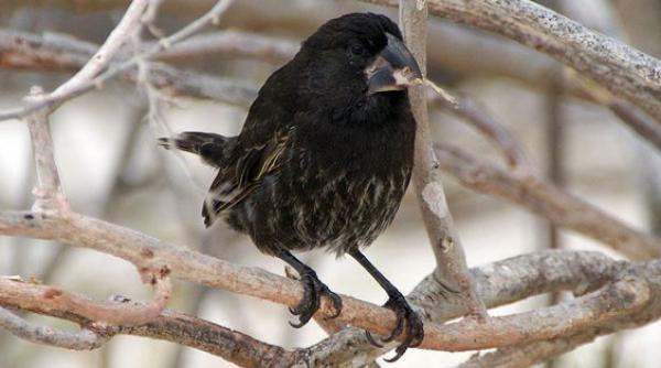 cercetatorii au putut observa evolutia unei noi specii in timp real