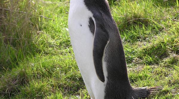 cea mai rara specie de pinguini este pe punctul de a disparea