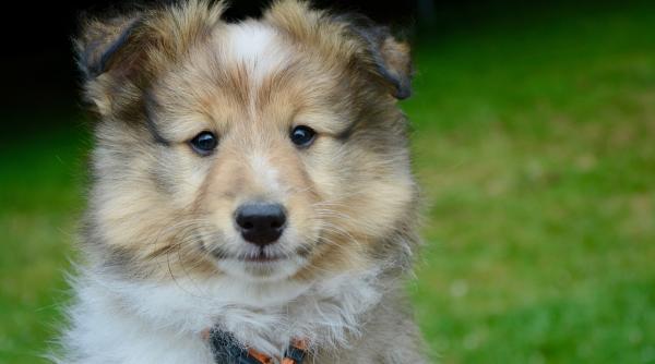 vrei o inima sanatoasa ia ti un caine