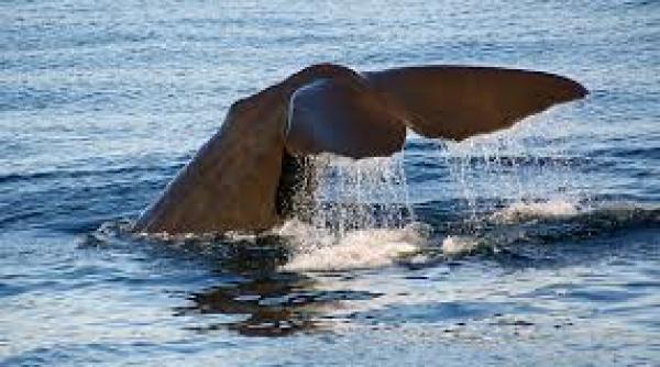 organizatia care s a opus vanatorii de balene a castigat lupta de cinci ani in justitie