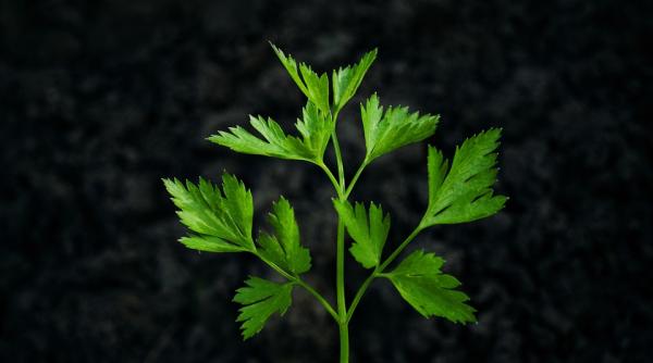 verdeata care ne mentine si intareste sanatatea previne chiar si aparitia cancerului reteta recomadata