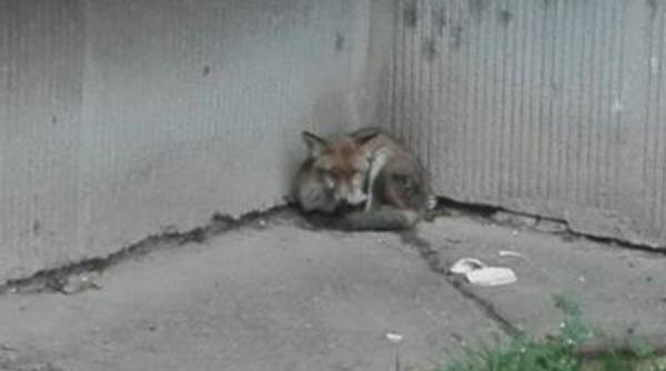 video autoritatile constantene incapabile sa rezolve o problema banala