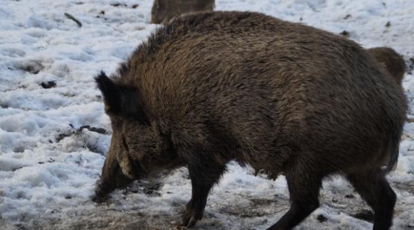 alerta in arges un barbat a fost ranit grav de mistreti