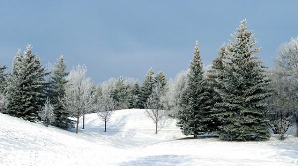 bradul de craciun de la vatican vine din polonia