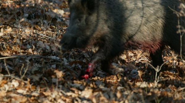 un barbat a murit dupa ce a fost ranit grav de un mistret