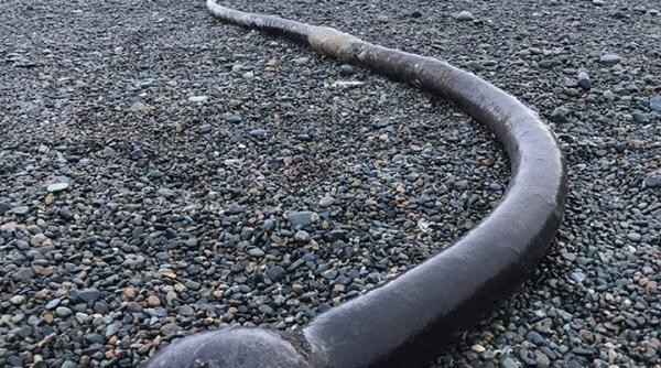 creaturi misterioase au esuat pe plajele peninsulei chukotski din marea bering