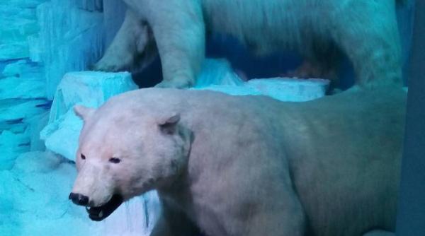 animale din tinuturile arctice vor fi prezentate sambata la antipa