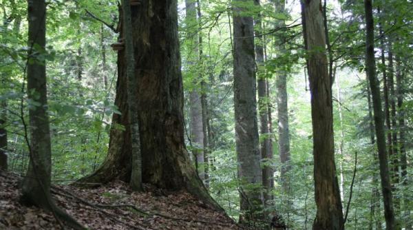 arii protejate ale romaniei tisa superioara si aria protejata padurea ronisoara