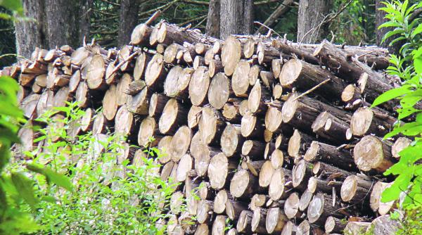 lemnele de foc au ajuns un lux pentru milioane de romani