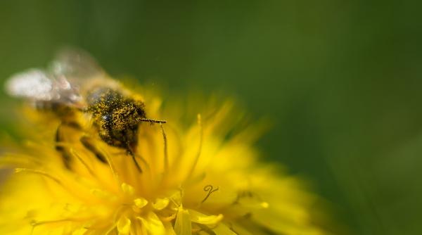 pastura painea albinei intareste sistemul imunitar si elimina toxinele