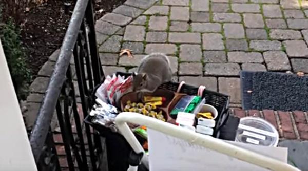 video o veverita pofticioasa fura ciocolata lasata la usa pentru angajatii firmelor de curierat