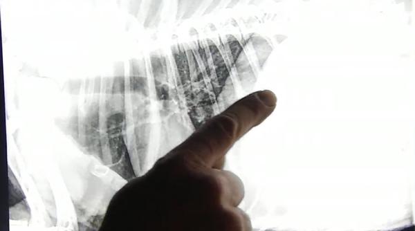 descoperire socanta a unui veterinar ce a gasit in stomacul unui caine