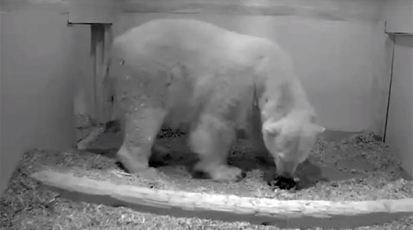 video gradina zoologica din berlin are un pui de urs polar nou nascut