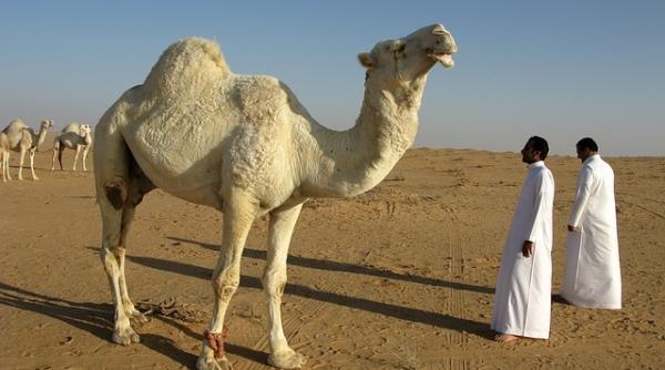 arabia saudita va da bani celor mai saraci cetateni