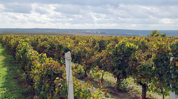 decizii ciudate in dosarul evaziunii de la murfatlar