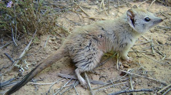 video un marsupial considerat disparut redescoperit in desertul australian la un secol de cand a fost vazut ultima data